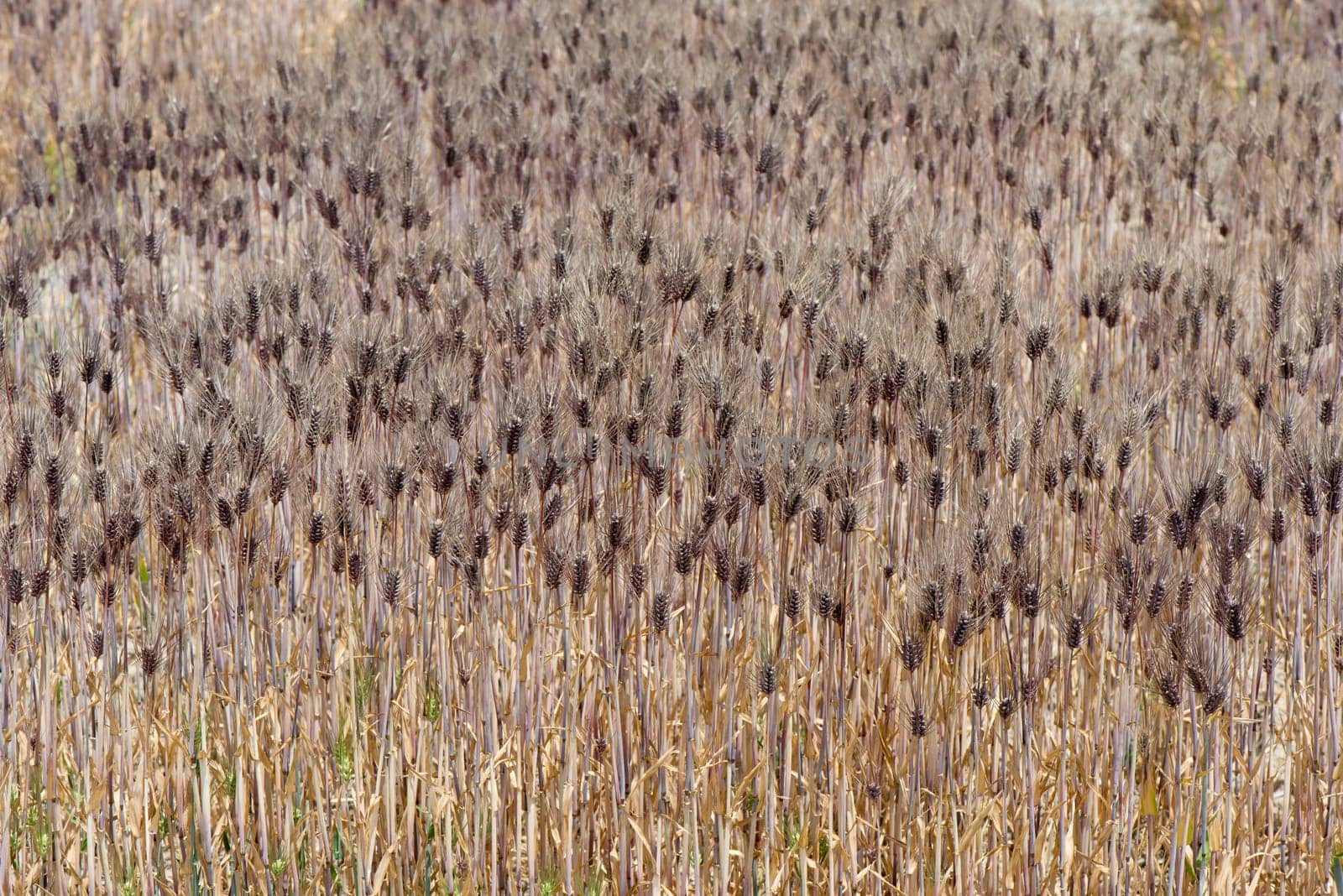 Field of black wheat grass