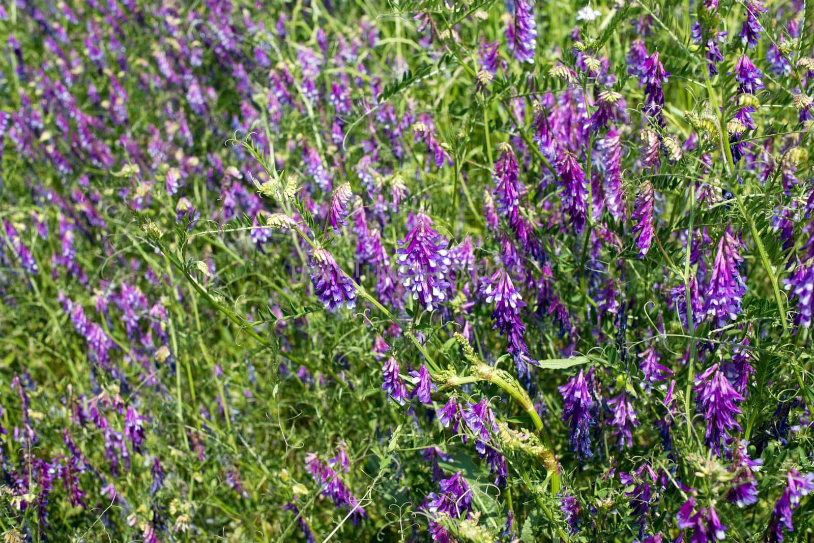 Wild flowers on the field (Vicia cracca)