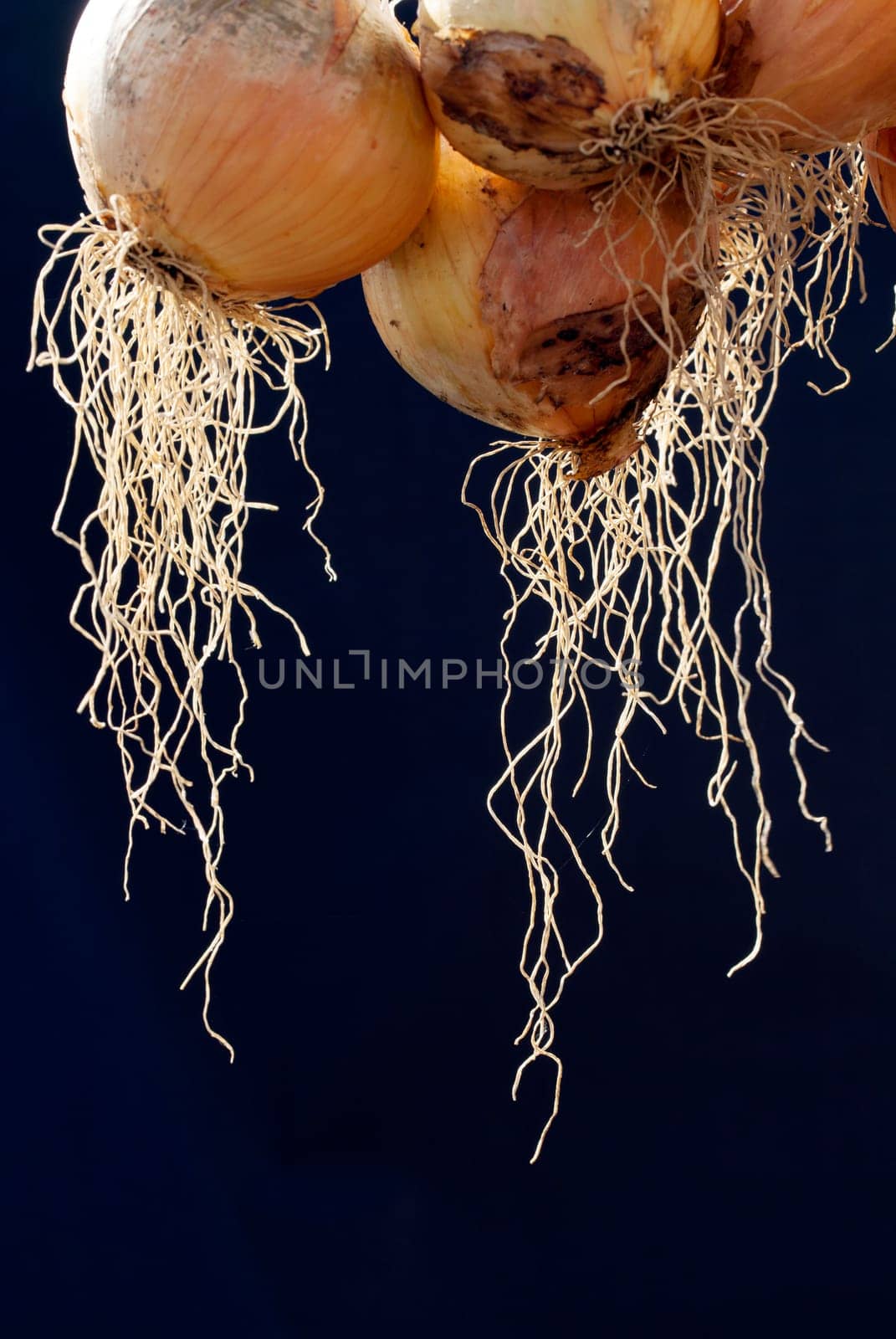 Hanging onion roots, black background