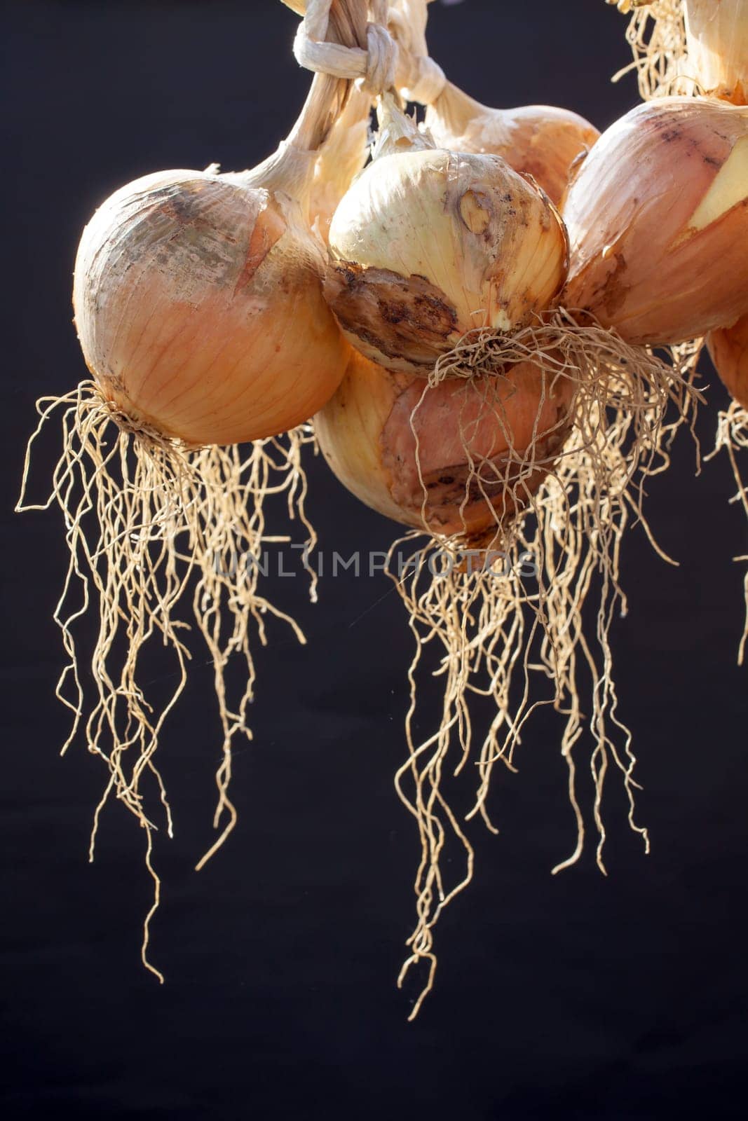 Hanging bunch of onion, black background