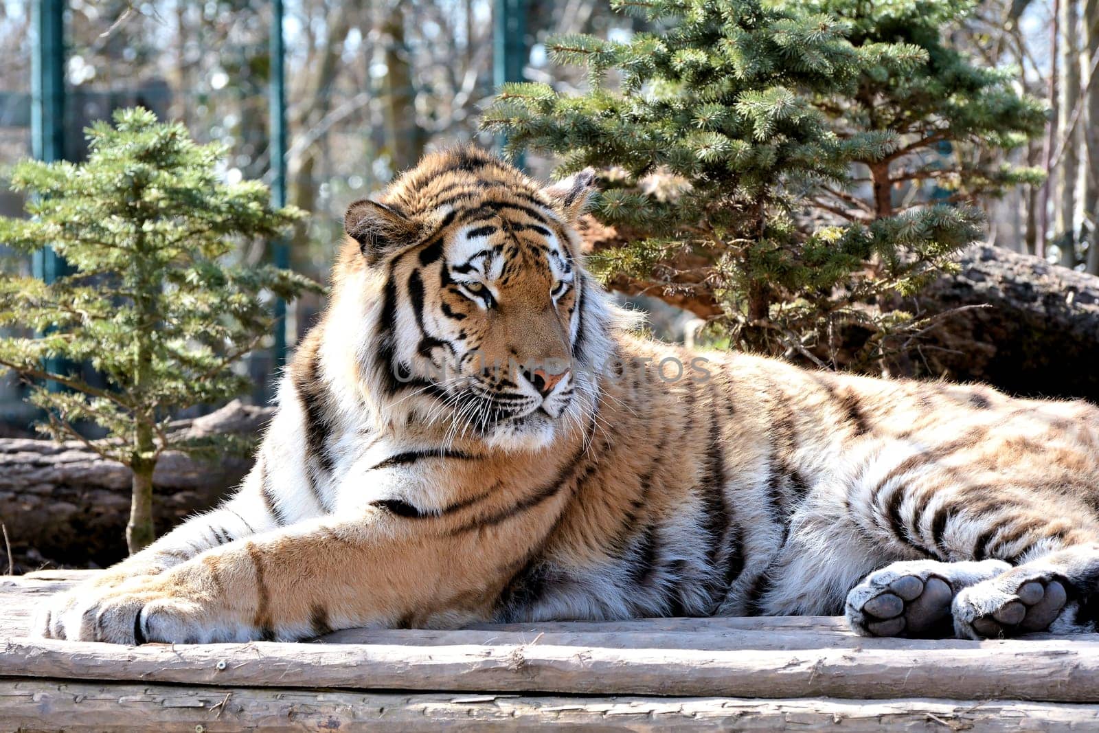 relaxed Siberian tiger at the Aschersleben zoo