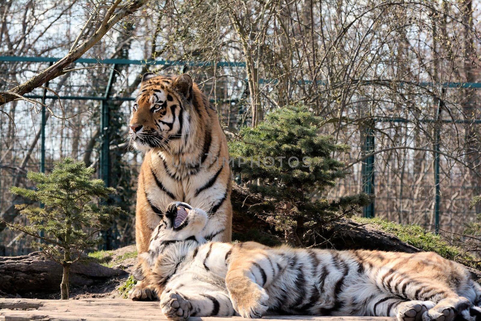 Siberian tigers at the Aschersleben Zoo