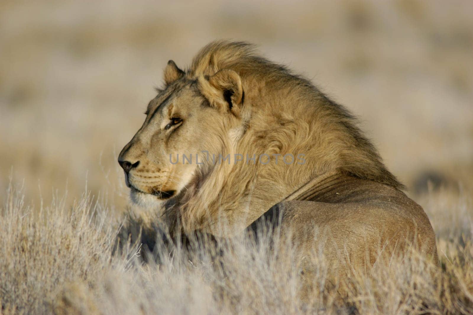 Lion in the savannah.