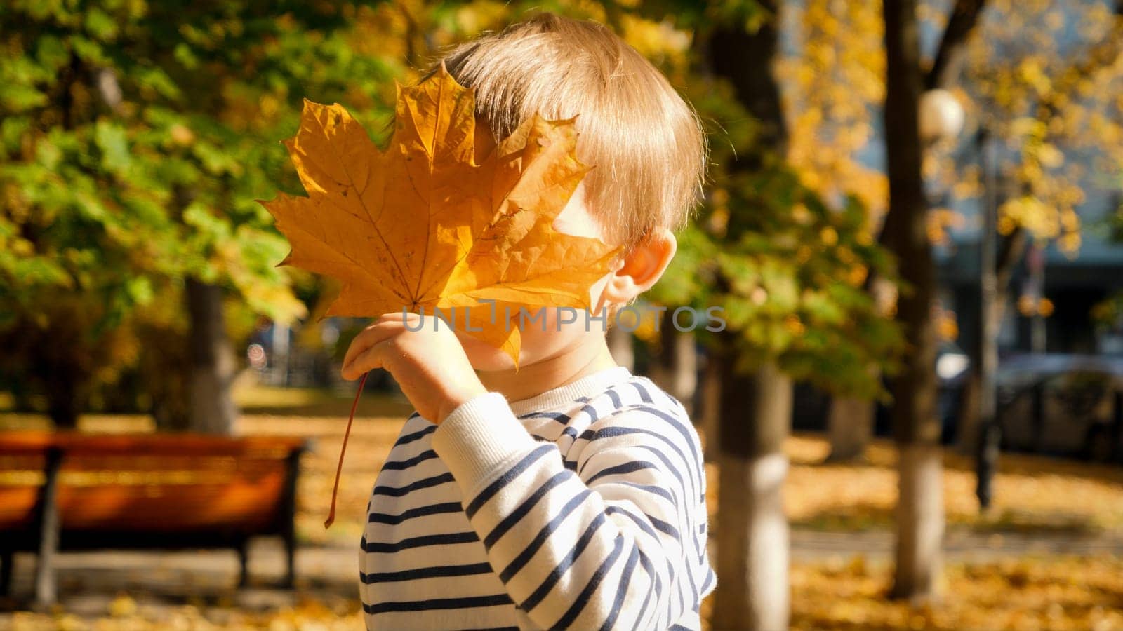 Portrait of adorable little boy hiding behind yellow autumn leaves at park.