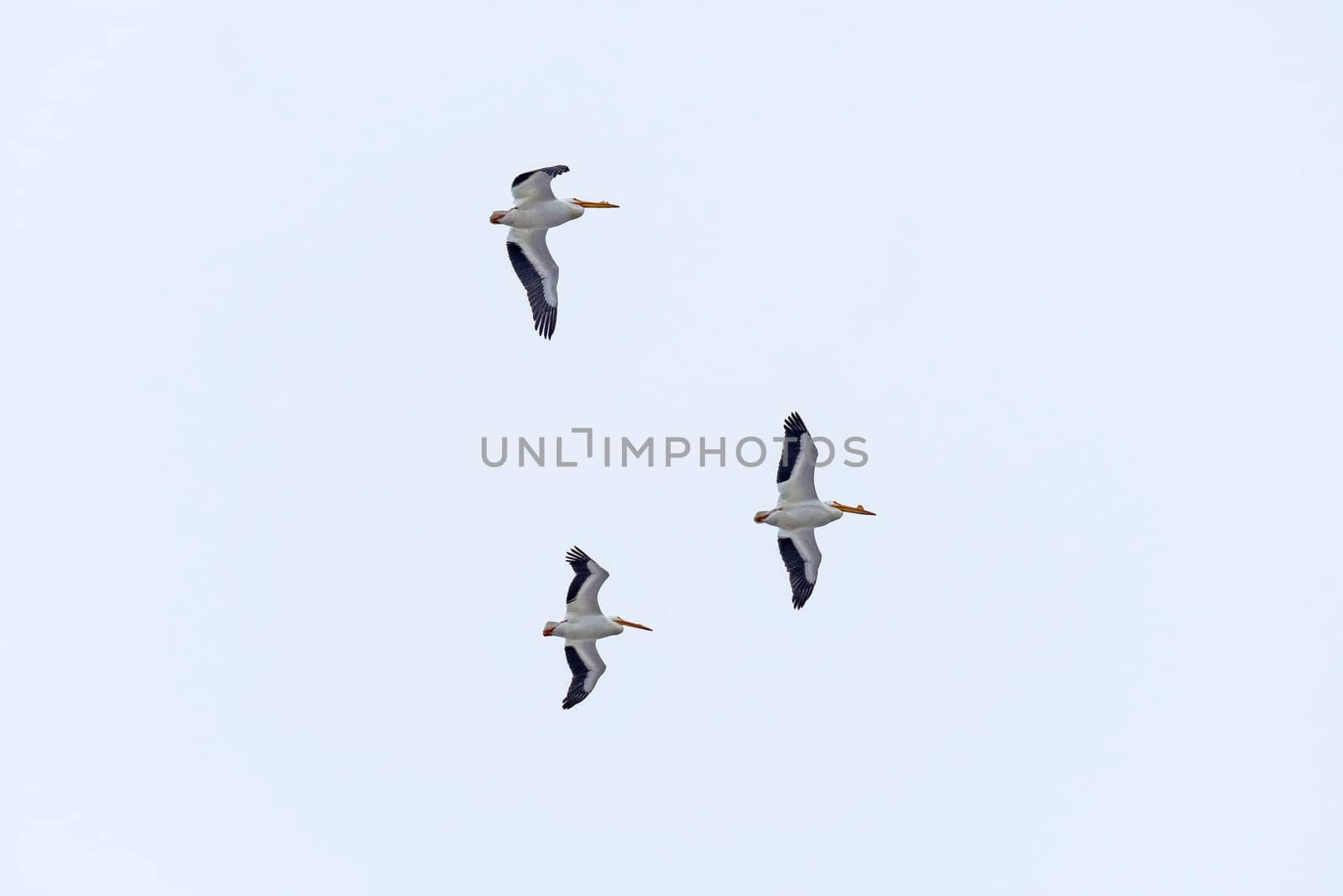 A Trio Of White Pelicans Flying Overhead along the Mississippi River in Illinois