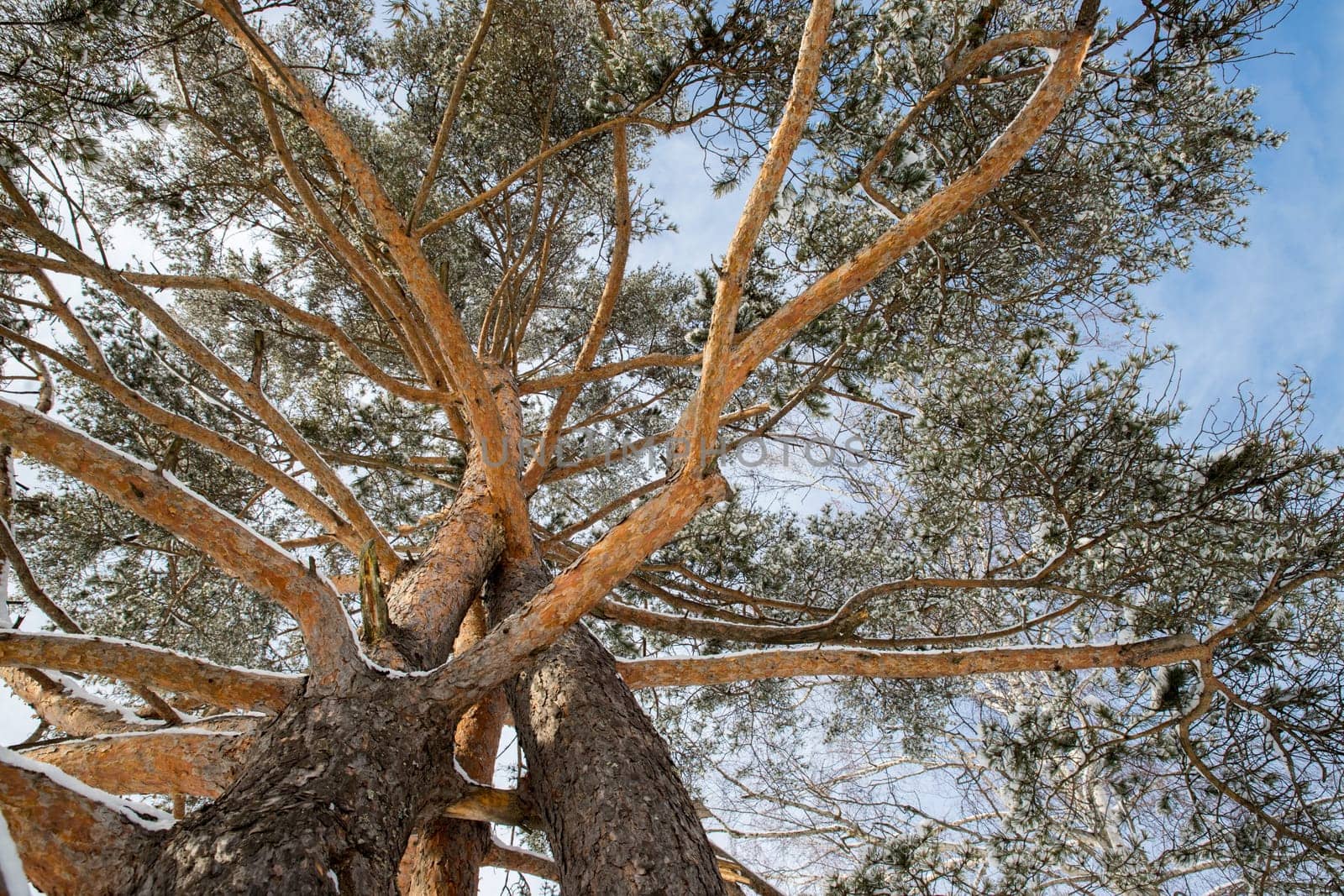 Branches of a pine tree in the winter