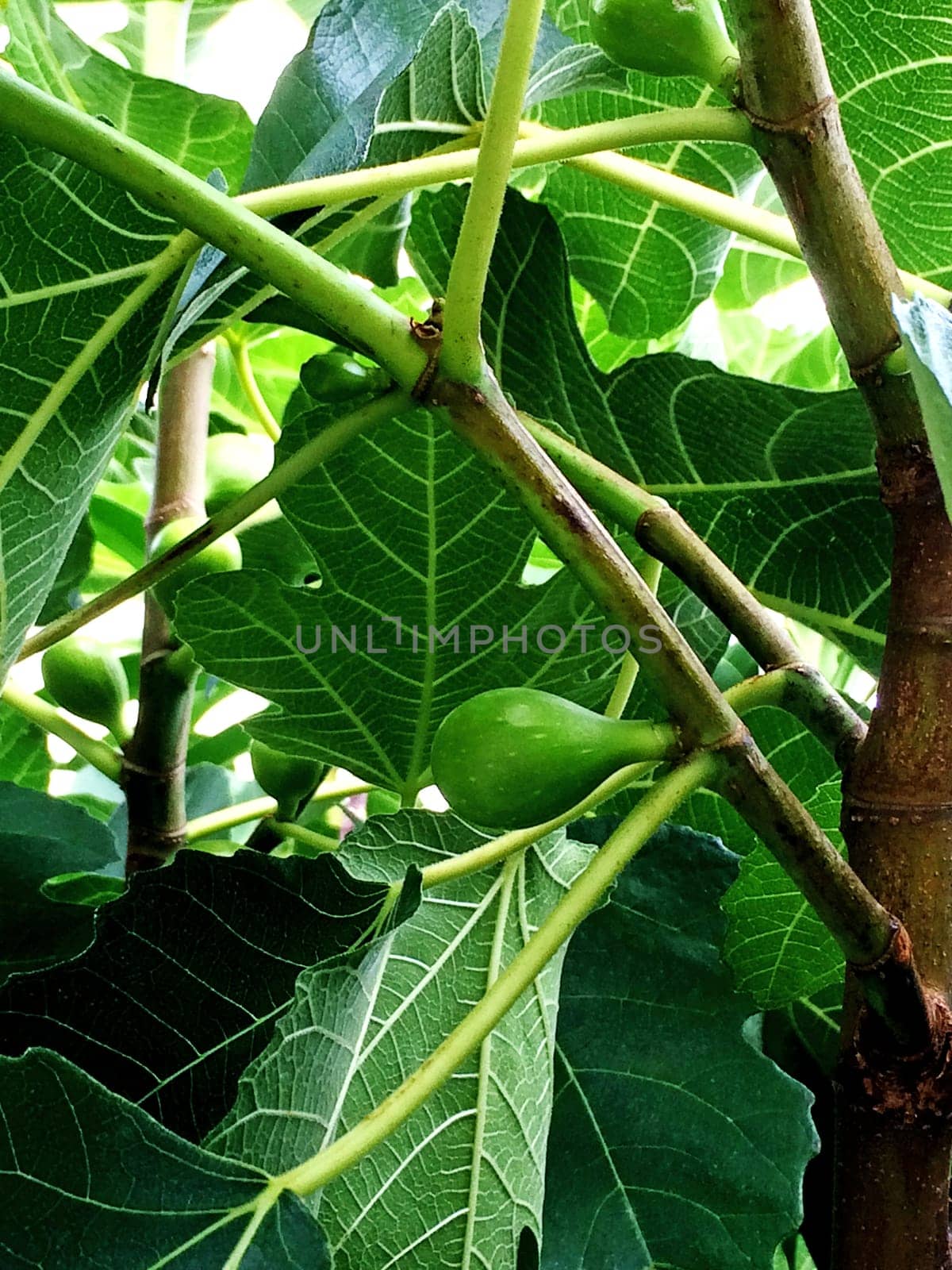 fig, unripe on a tree