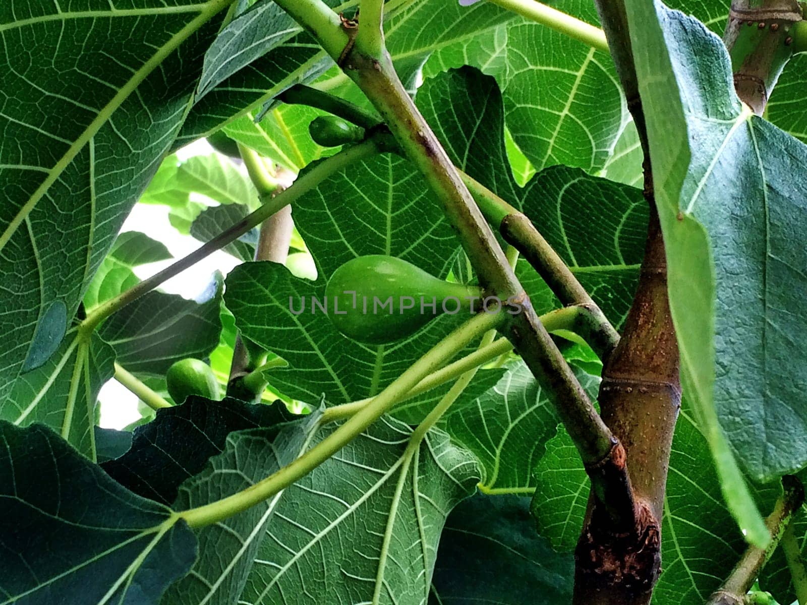 fig, unripe on a tree