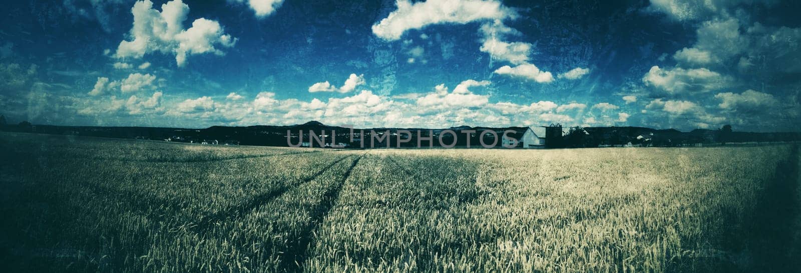 field of rye in retro style