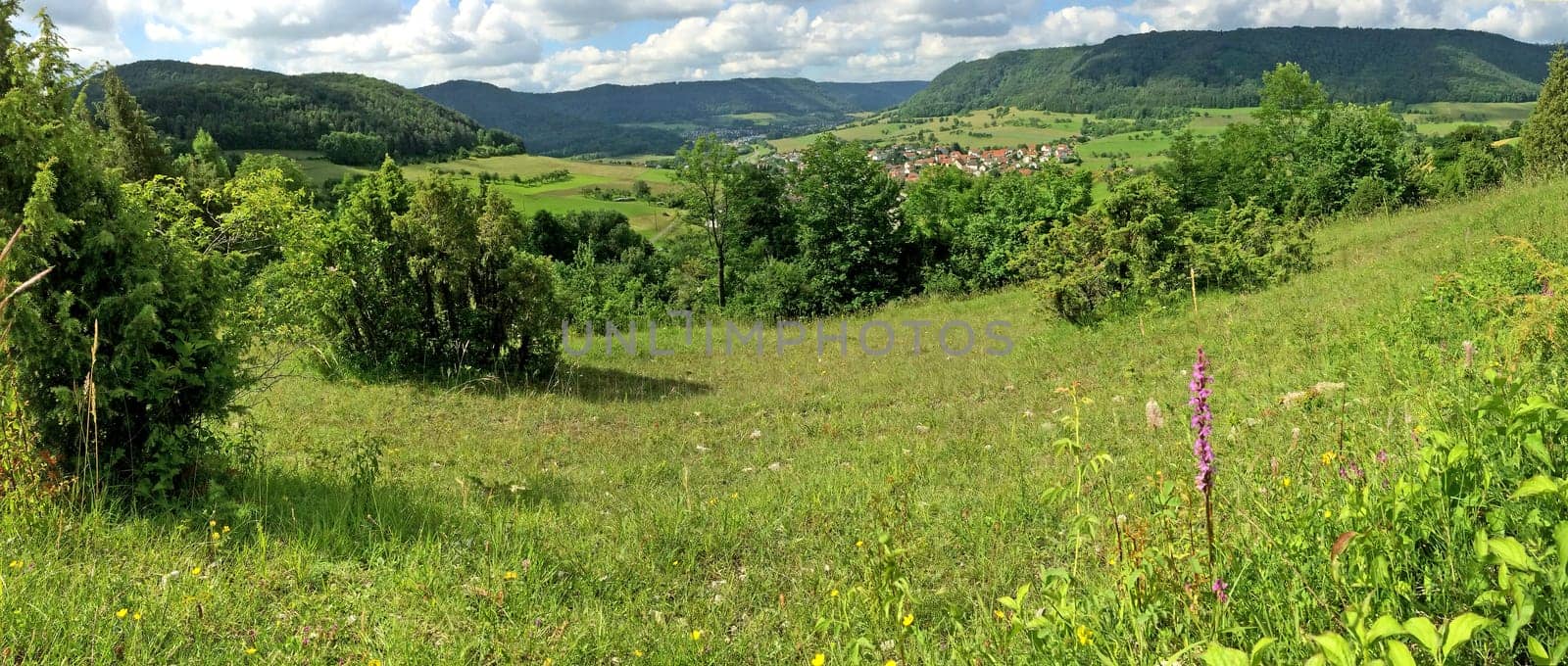 Gymnadenia orchid with panoramic view to the Swabian Alb