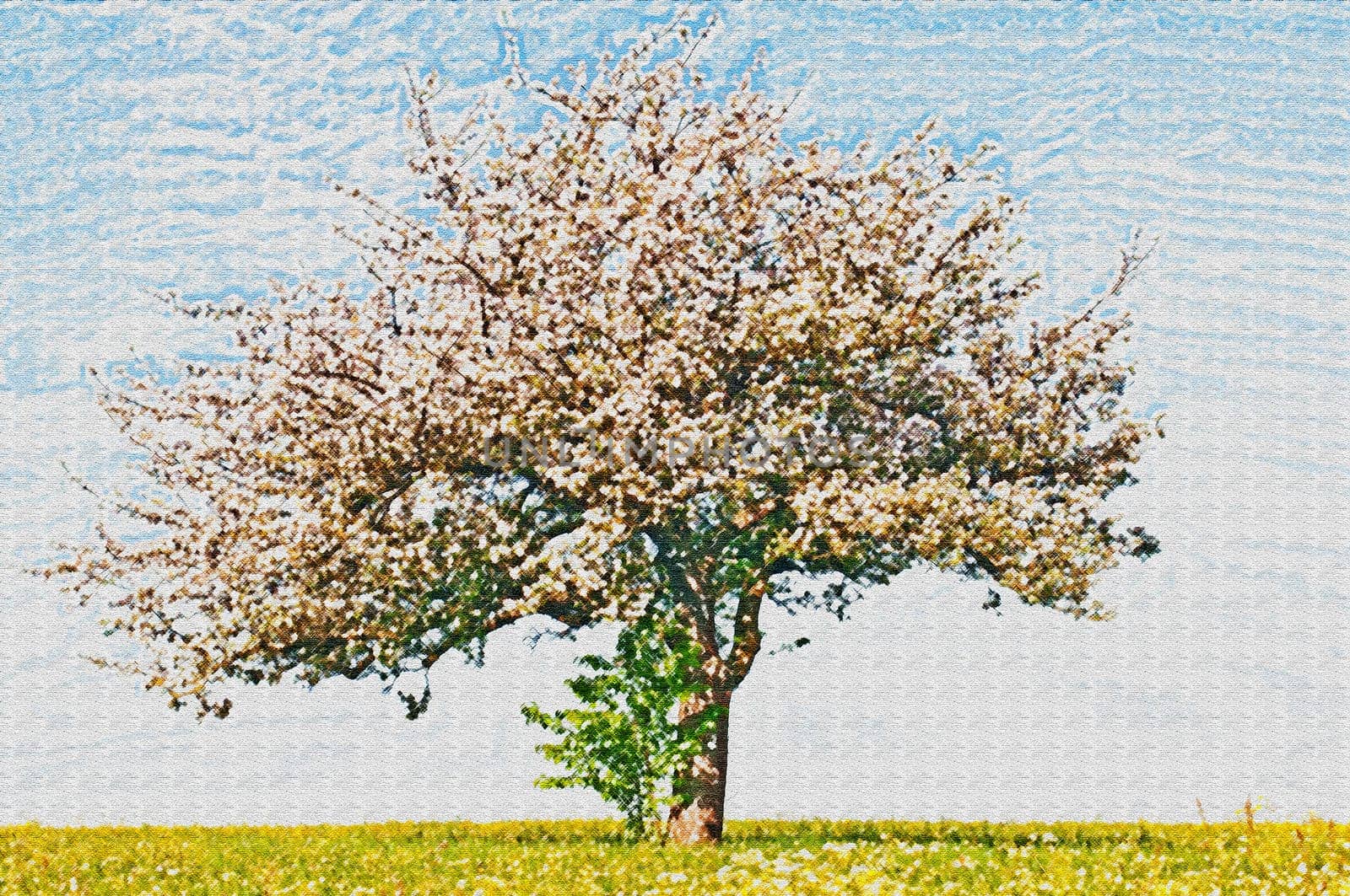 apple tree blossom