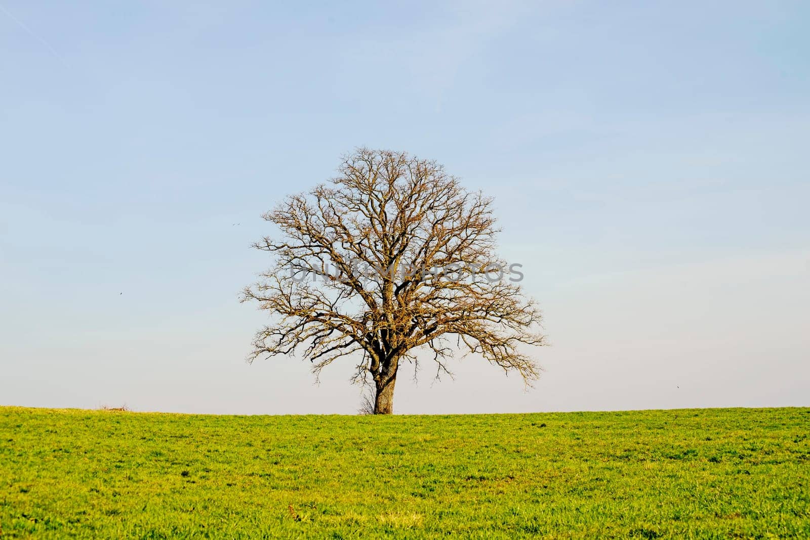 tree in early spring