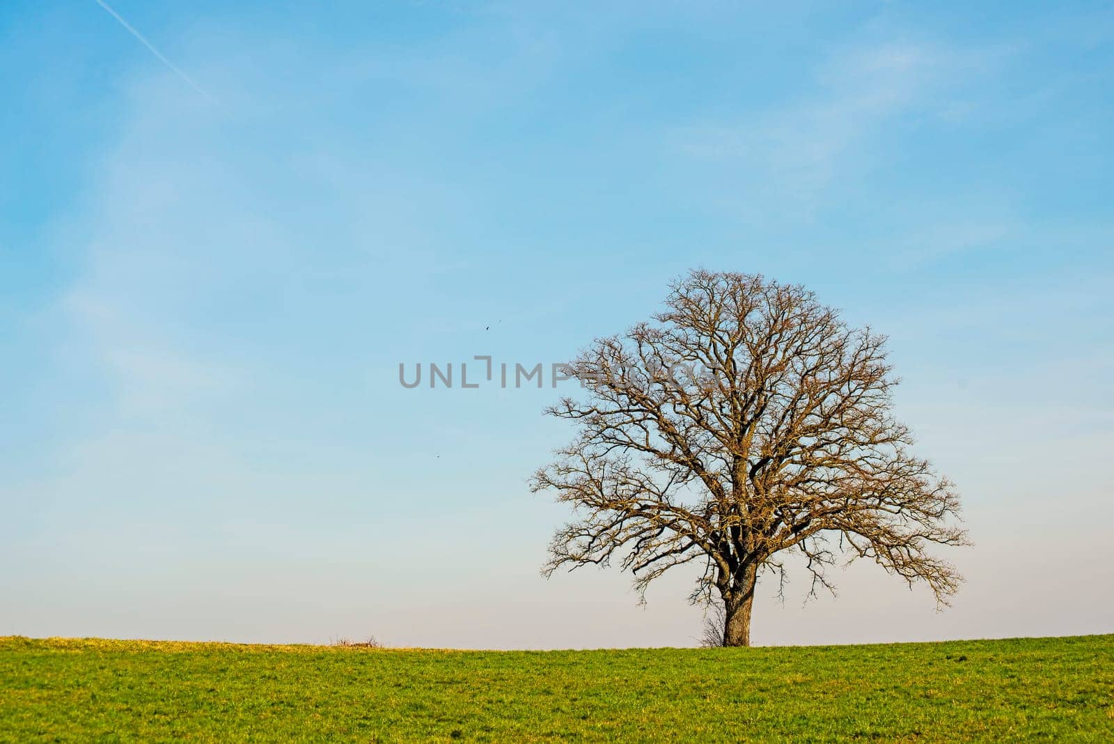 tree in early spring