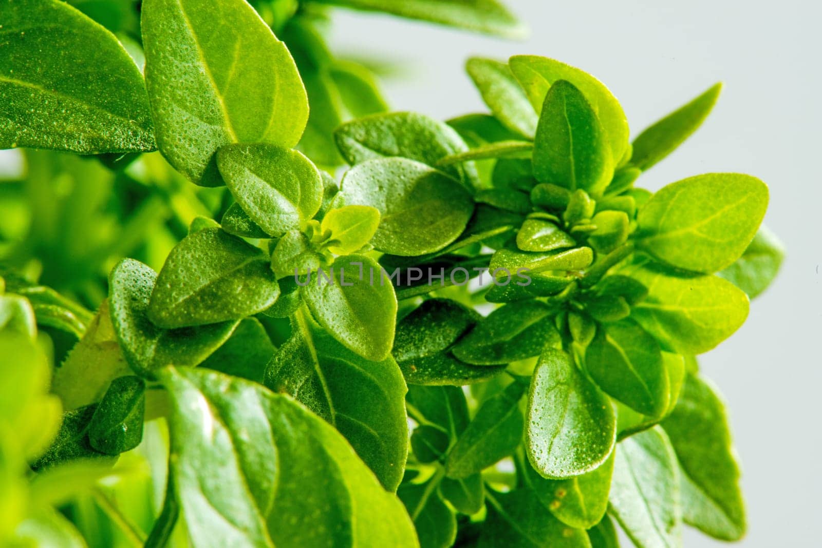 basil with small leaves