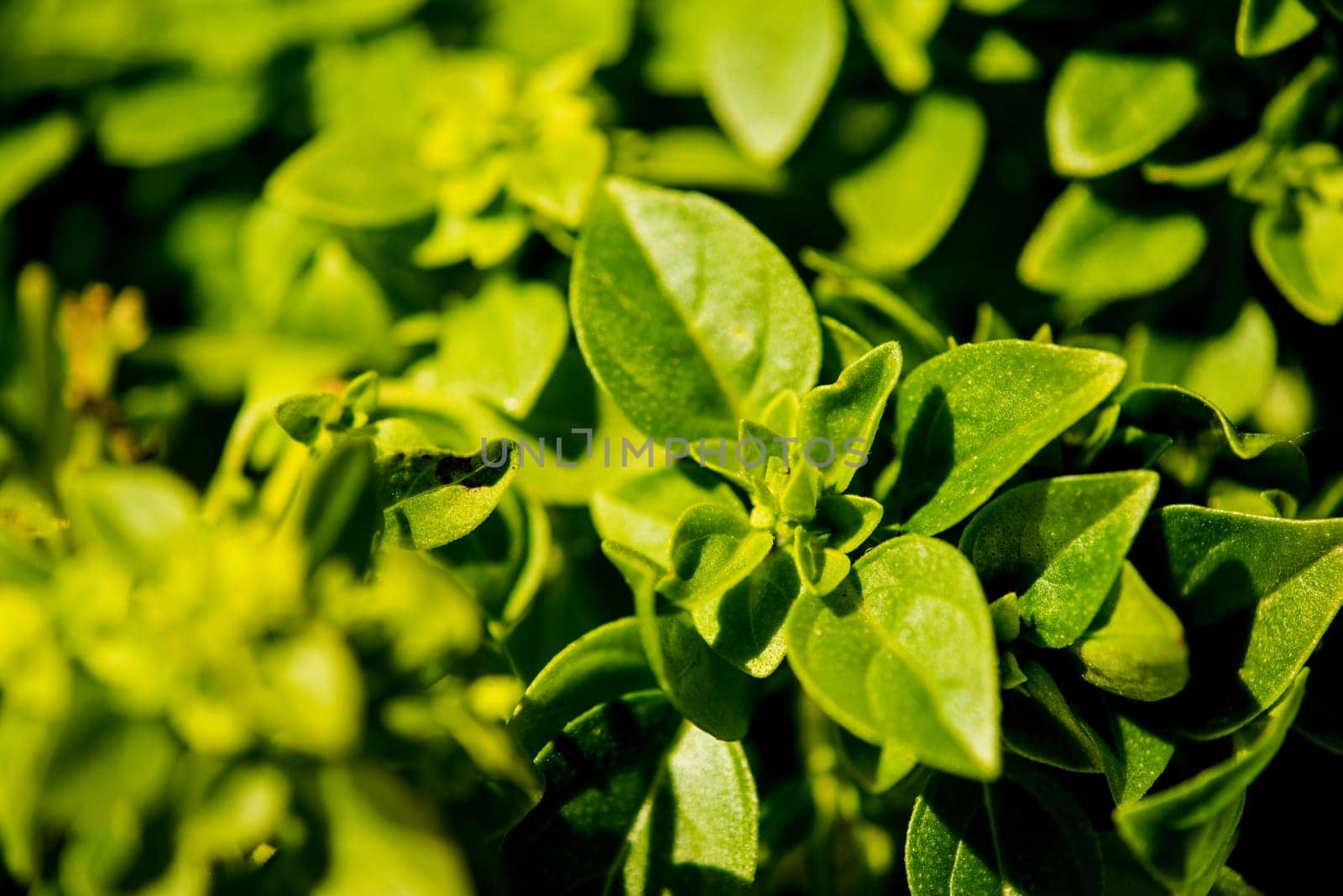 basil