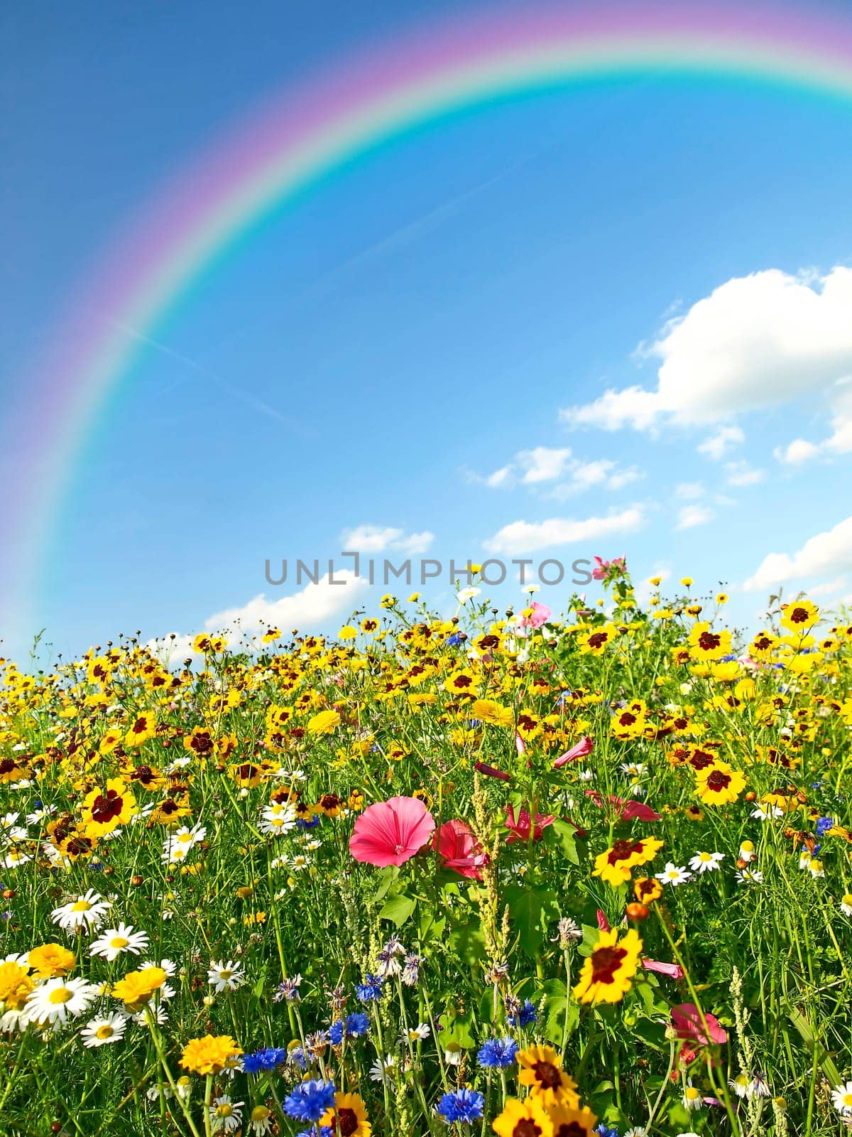 meadow with a lot of flowers and rainbow