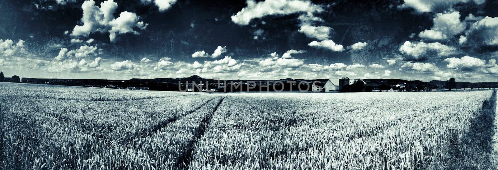 field of rye in retro style