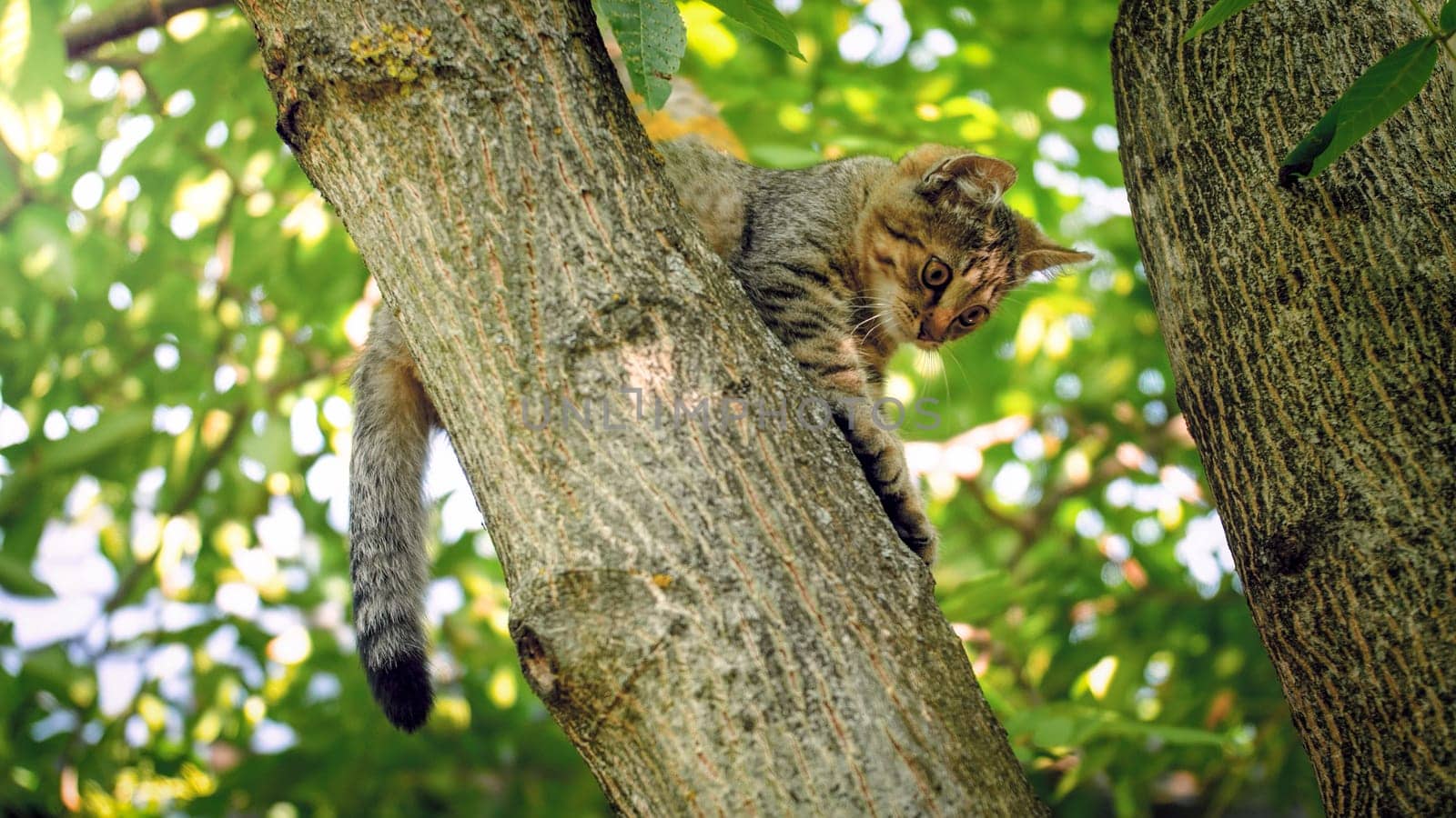 Cute little kitting sitting on tree top at garden.