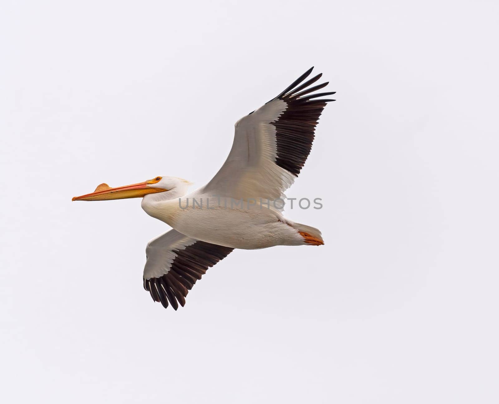 White Pelican Flying Overhead on the Mississippi River Near Fulton, Illinois