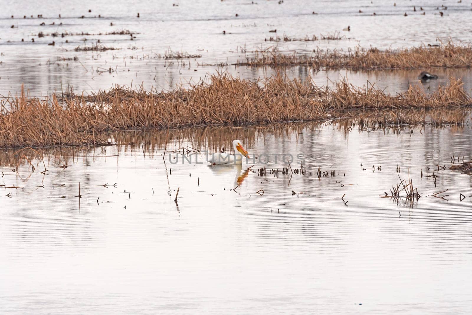 White Pelican Resting in a Bayou Along the Mississippi River near Fulton, Illinois