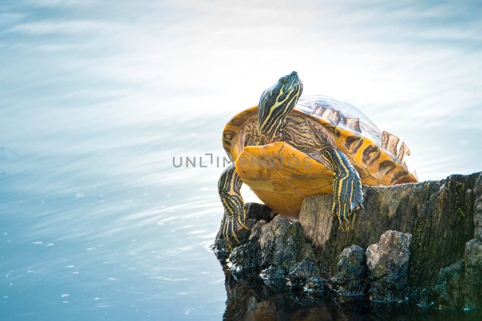 Yellow-bellied eared turtle sitting on a tree trunk in a pond, Trachemys scripta scripta living in the US, Virigina, Florida, but also in Europe