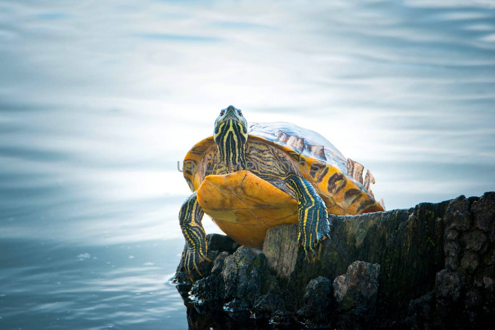 Yellow-bellied eared turtle sitting on a tree trunk in a pond, Trachemys scripta scripta living in the US, Virigina, Florida, but also in Europe