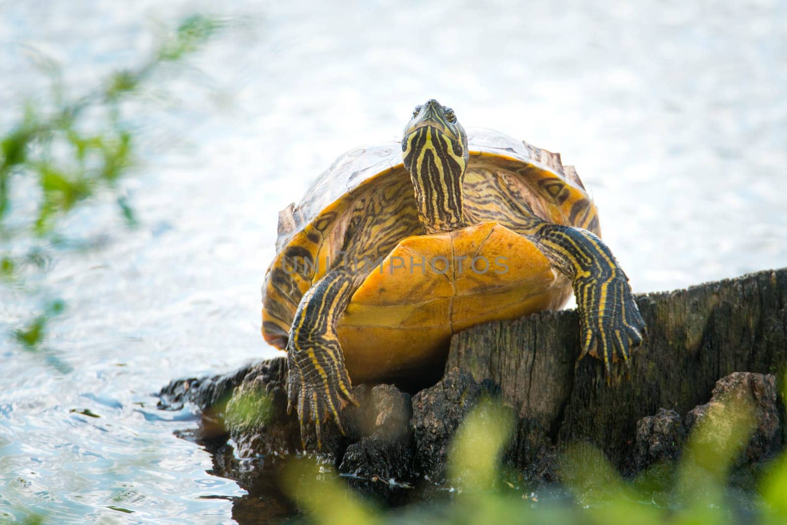 Yellow-bellied eared turtle sitting on a tree trunk in a pond, Trachemys scripta scripta living in the US, Virigina, Florida, but also in Europe