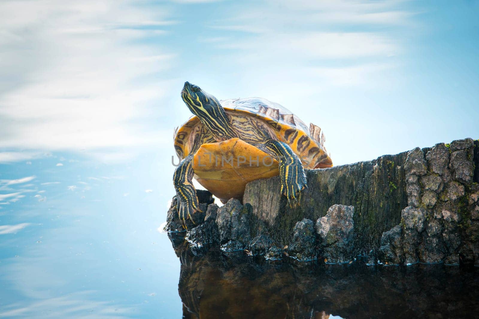 Yellow-bellied eared turtle sitting on a tree trunk in a pond, Trachemys scripta scripta living in the US, Virigina, Florida, but also in Europe