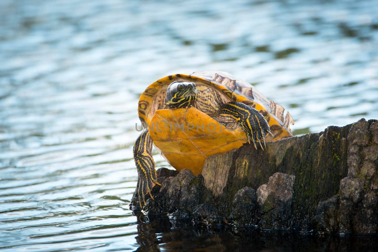 Yellow-bellied eared turtle sitting on a tree trunk in a pond, Trachemys scripta scripta living in the US, Virigina, Florida, but also in Europe