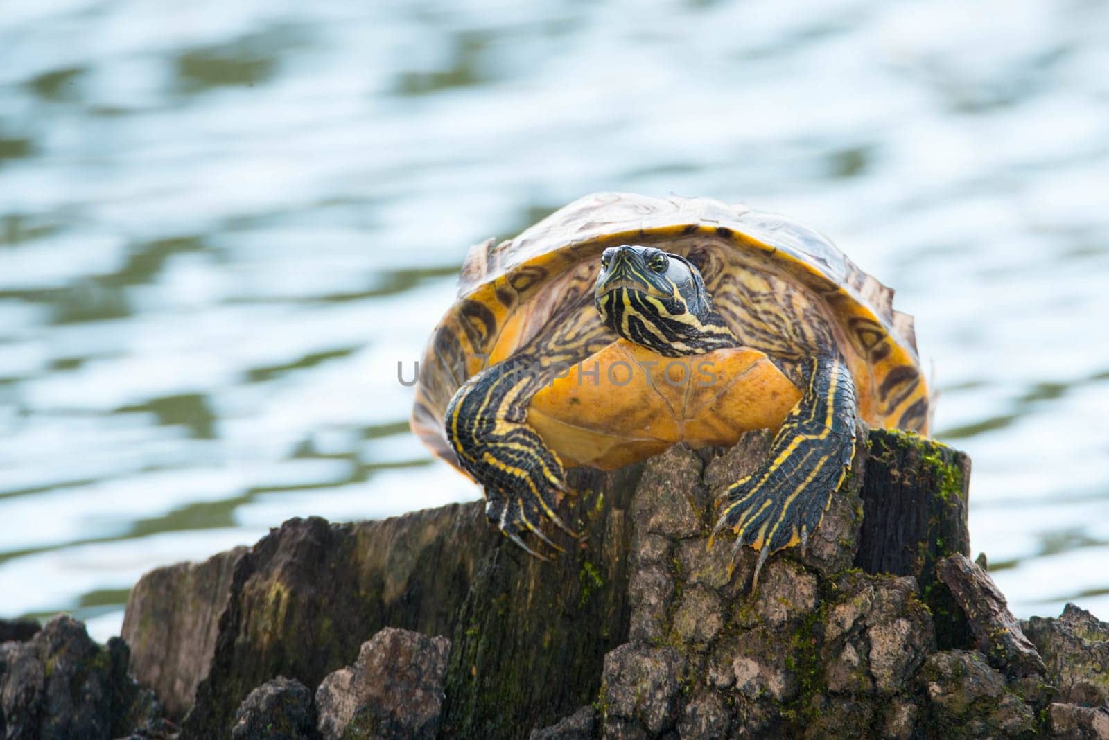 Yellow-bellied eared turtle sitting on a tree trunk in a pond, Trachemys scripta scripta living in the US, Virigina, Florida, but also in Europe