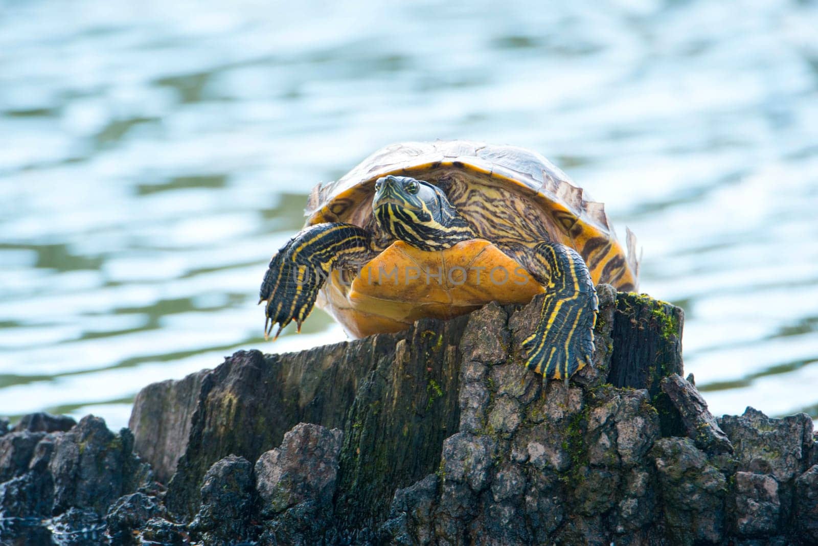 Yellow-bellied eared turtle sitting on a tree trunk in a pond, Trachemys scripta scripta living in the US, Virigina, Florida, but also in Europe
