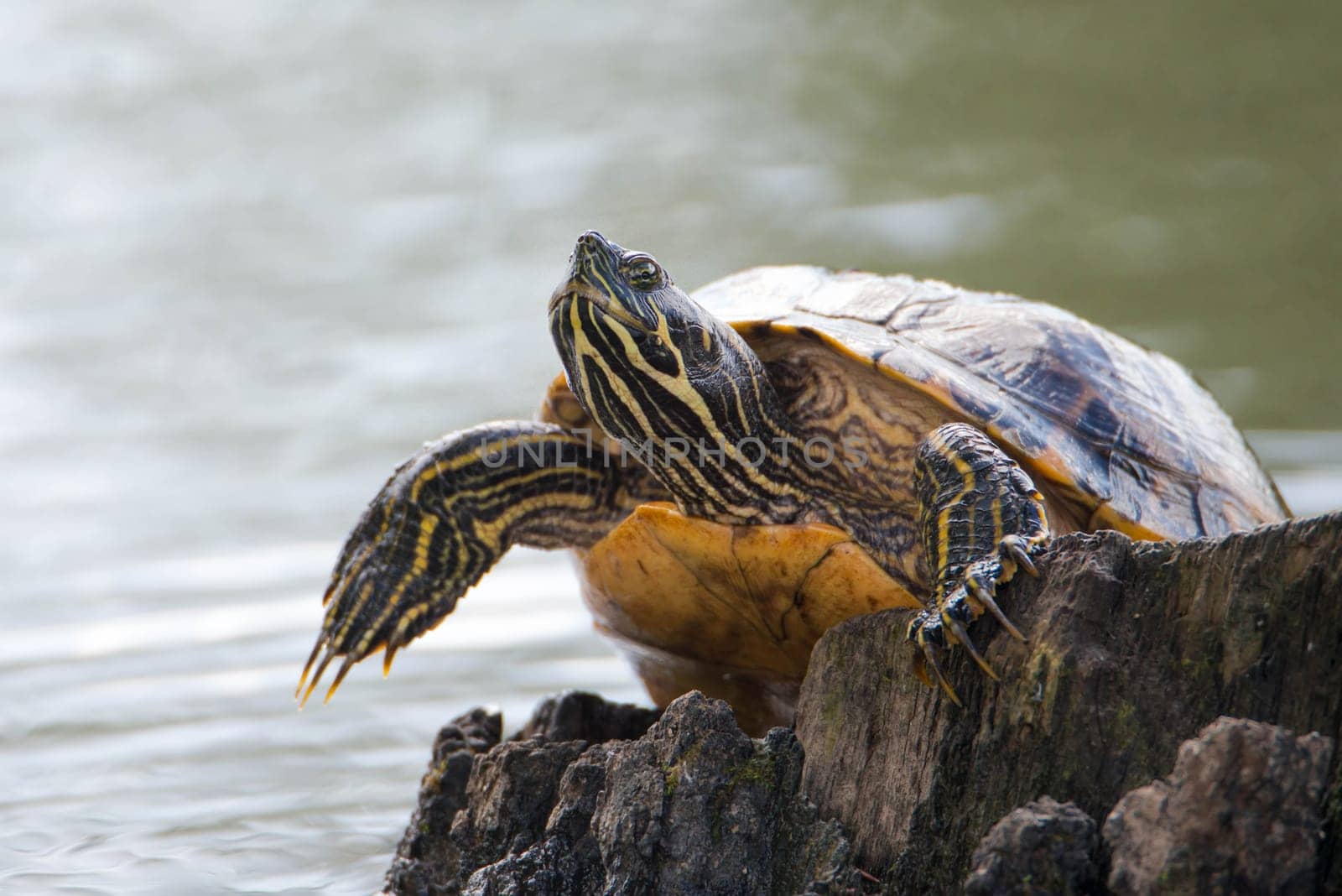 Yellow-bellied eared turtle sitting on a tree trunk in a pond, Trachemys scripta scripta living in the US, Virigina, Florida, but also in Europe
