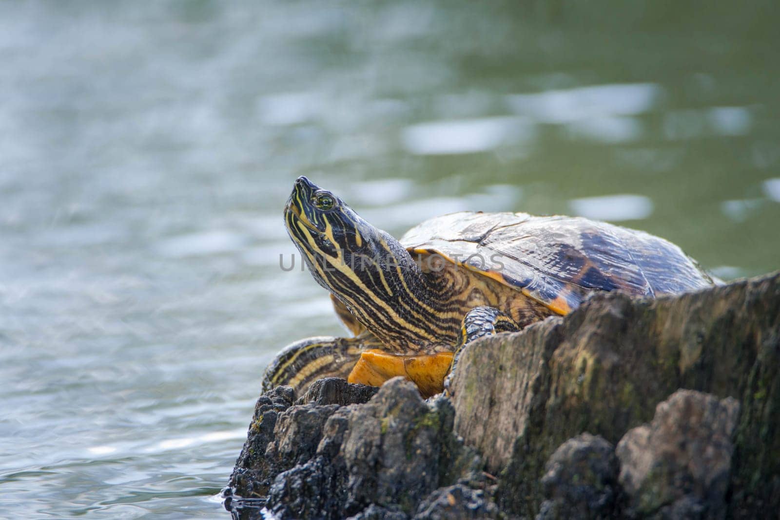 Yellow-bellied eared turtle sitting on a tree trunk in a pond, Trachemys scripta scripta living in the US, Virigina, Florida, but also in Europe