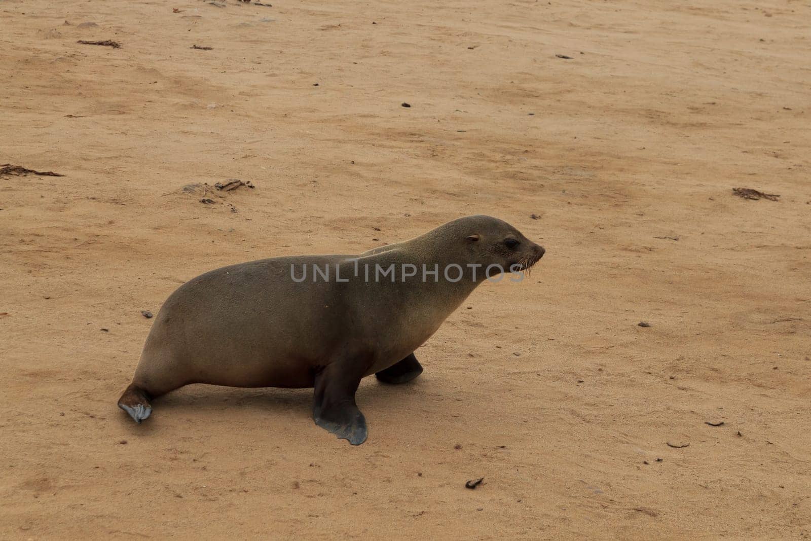 Colony of cape fur seals from Cape Point, Namibia