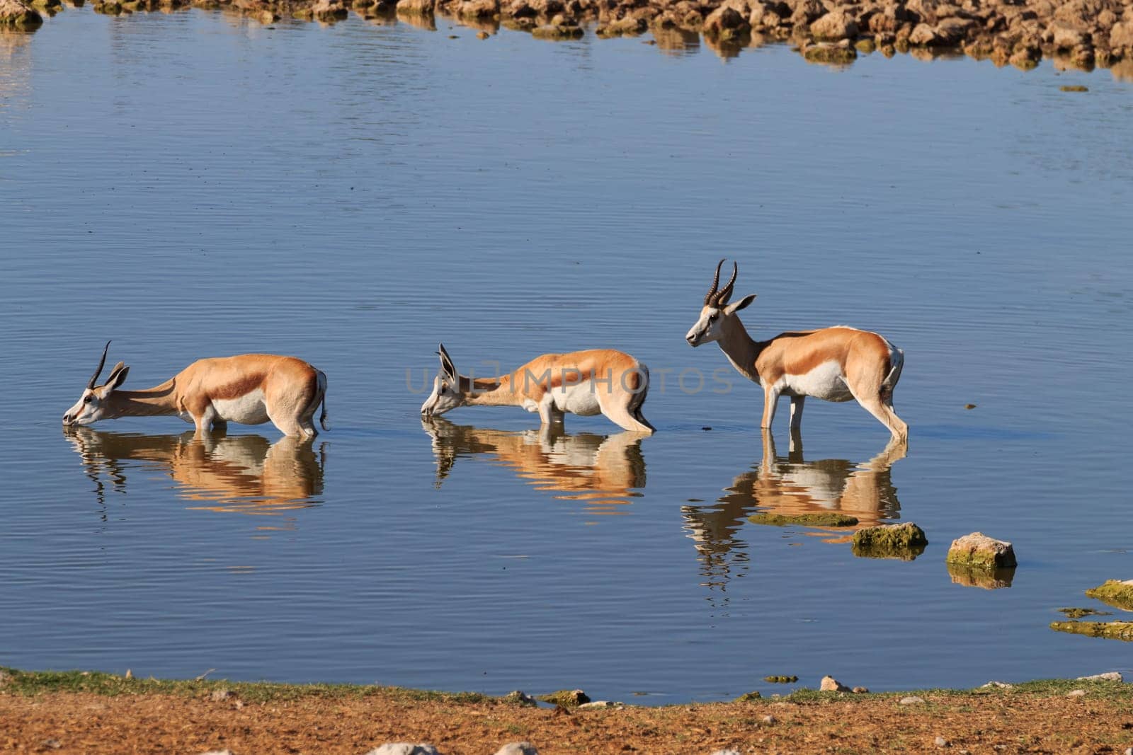 Springboks drinking at Okaukuejo waterhole from Etosha National Park, Namibia