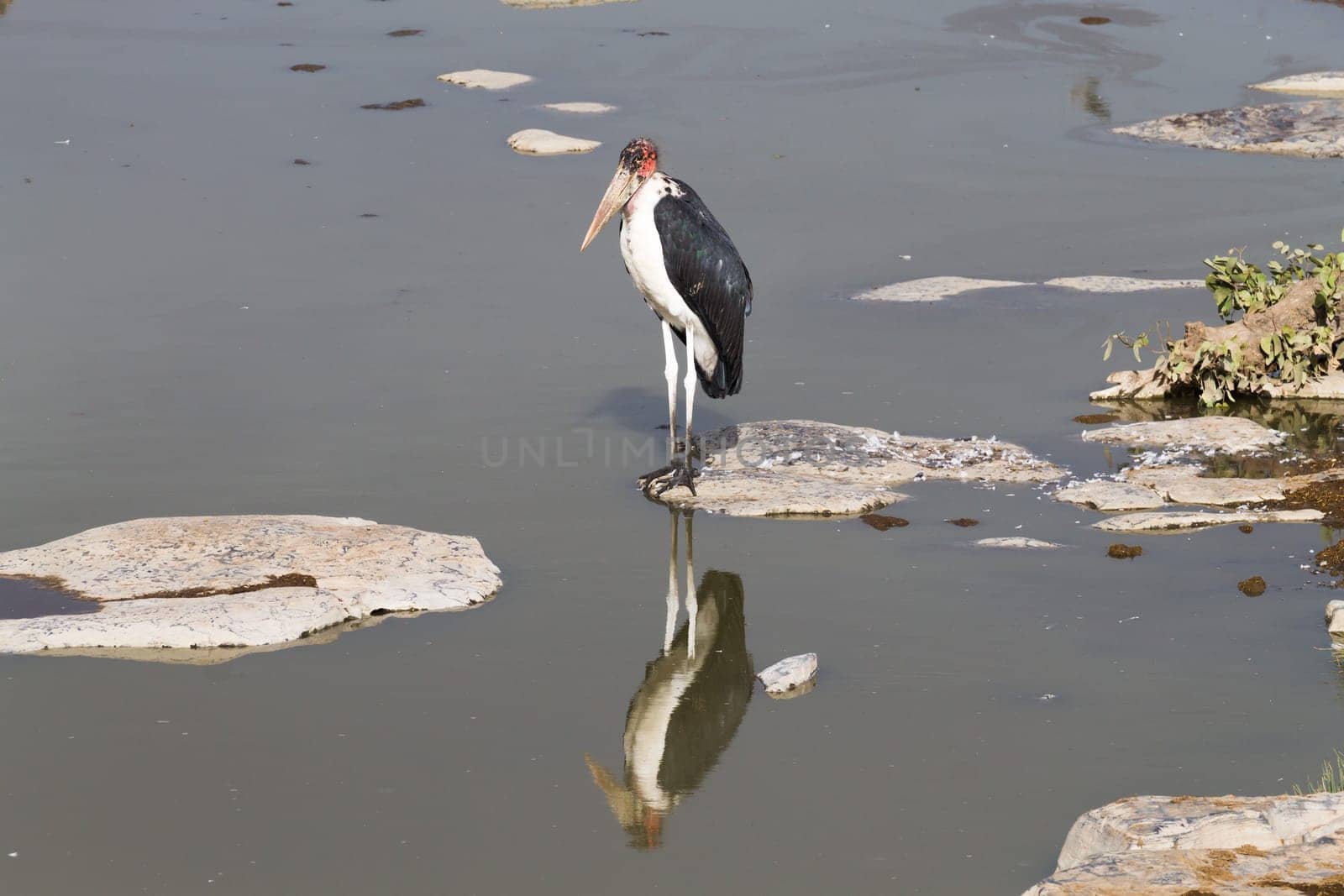 A big bird from Namutoni waterhole, Namibia