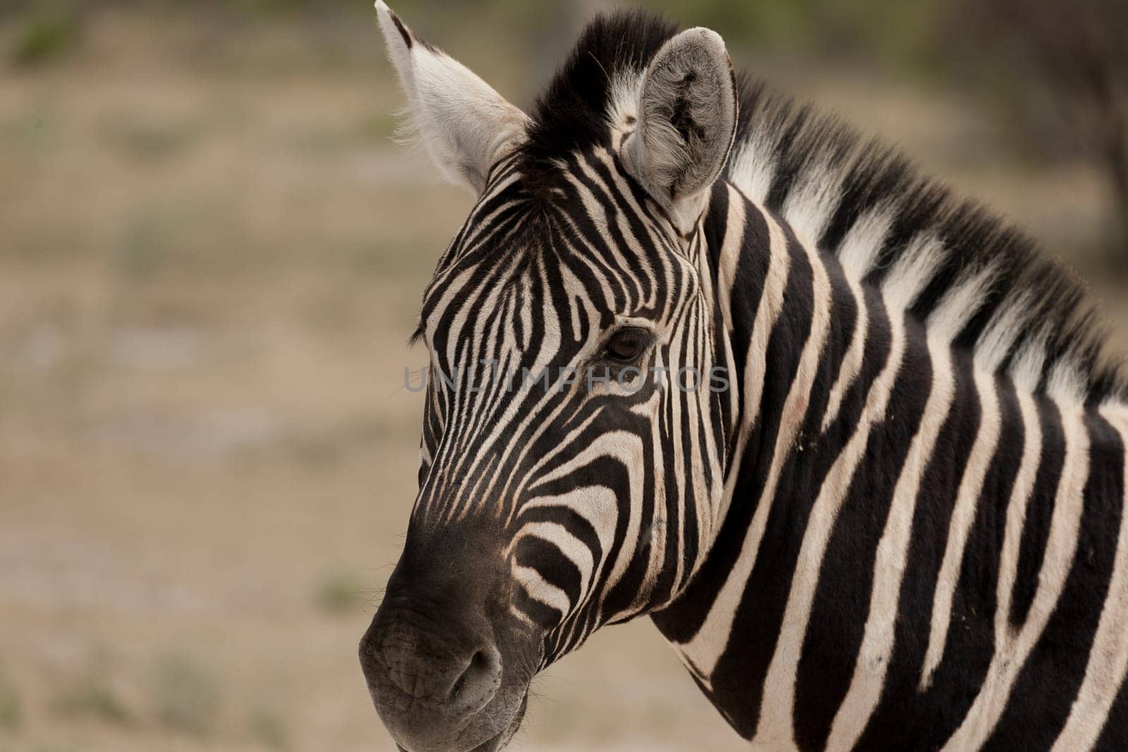 Zebra close up from Etosha National Park, Namibia