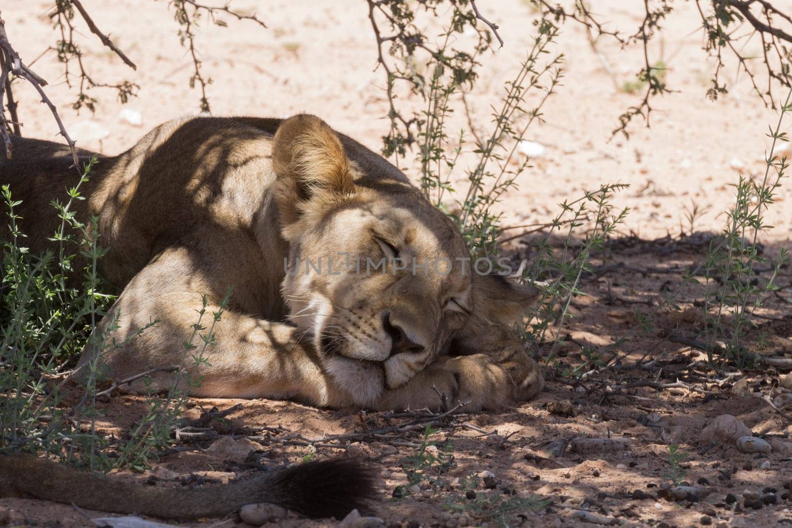 Lions sleeping under trees at Kgalagadi Transfontier Park, South Africa