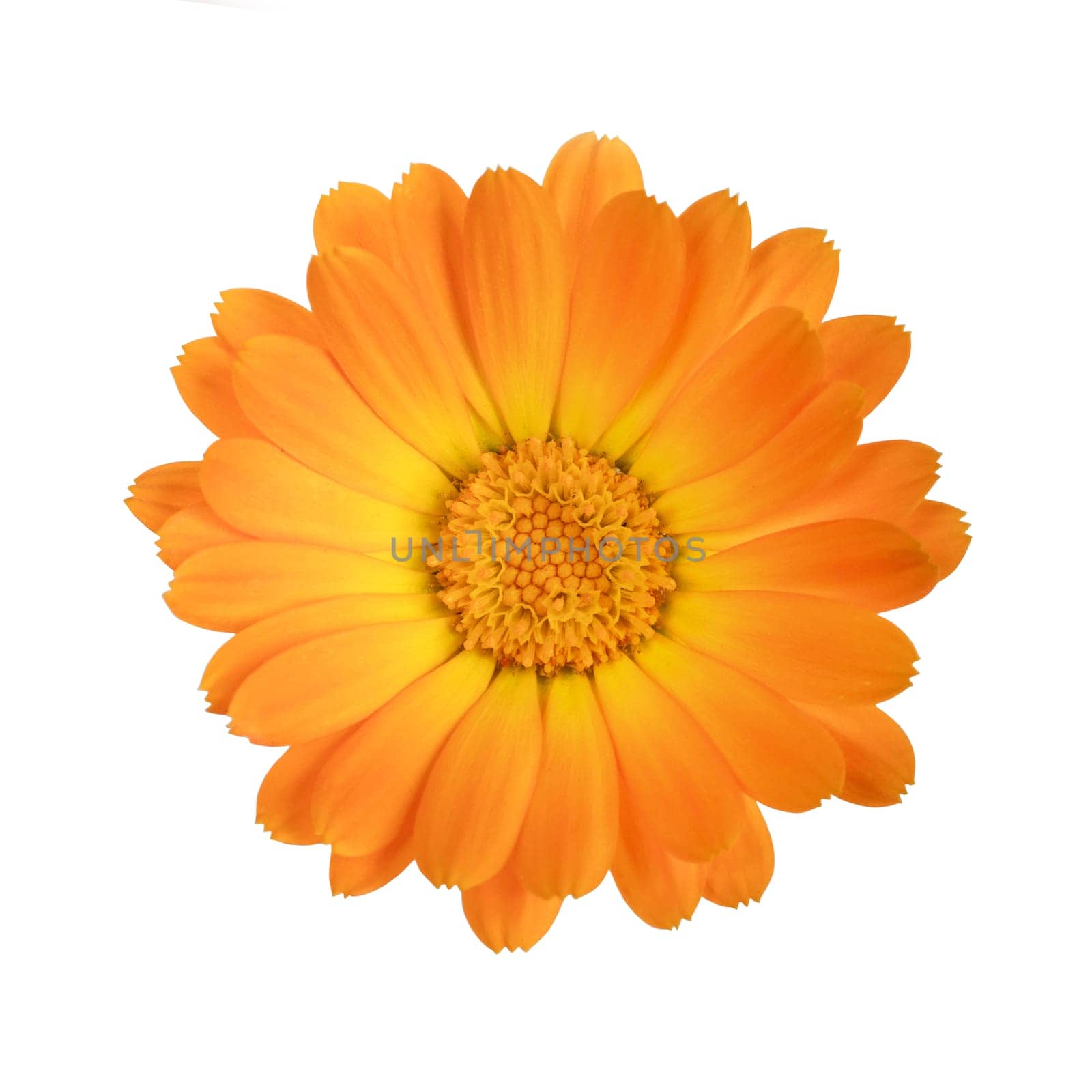 flower of calendula isolated on a white background with clipping path