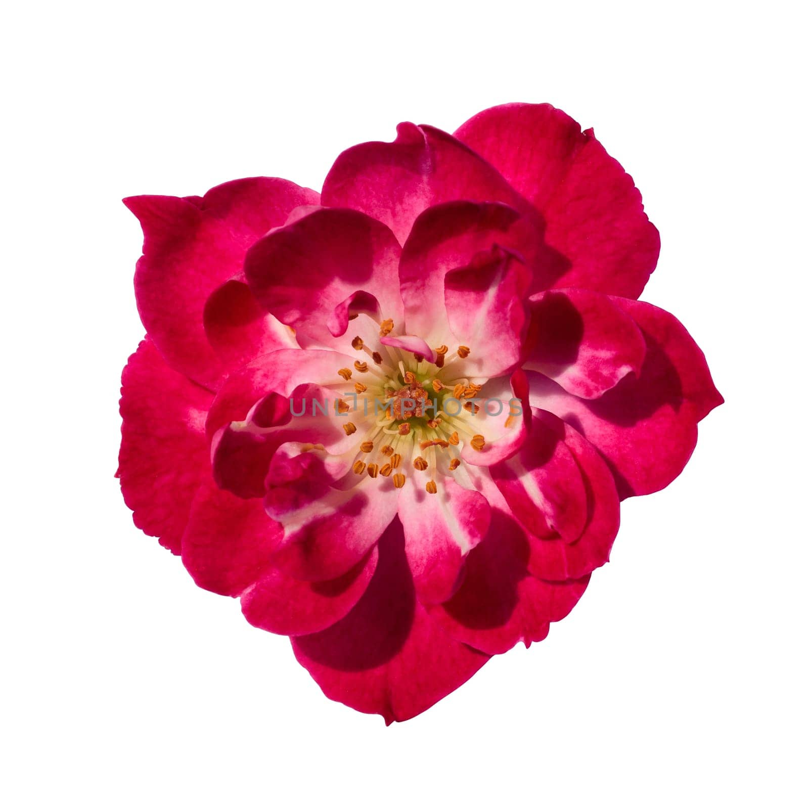 Pink rose flower isolated on white background with clipping path