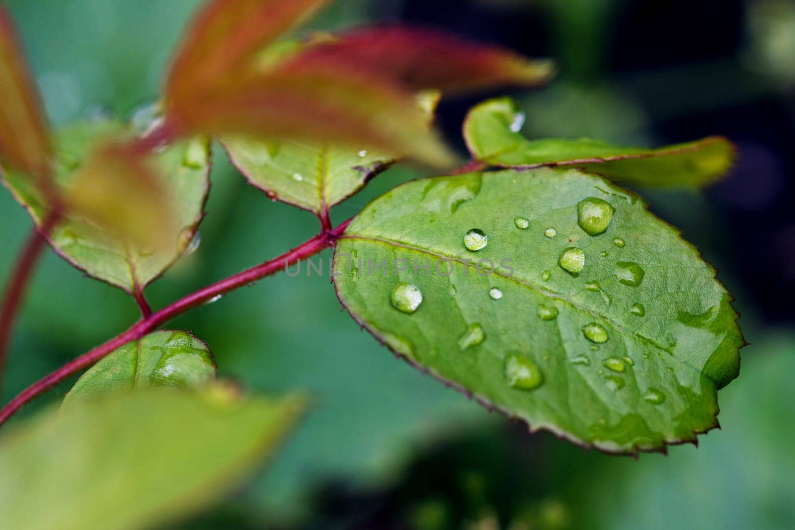 dew drops on green leaf