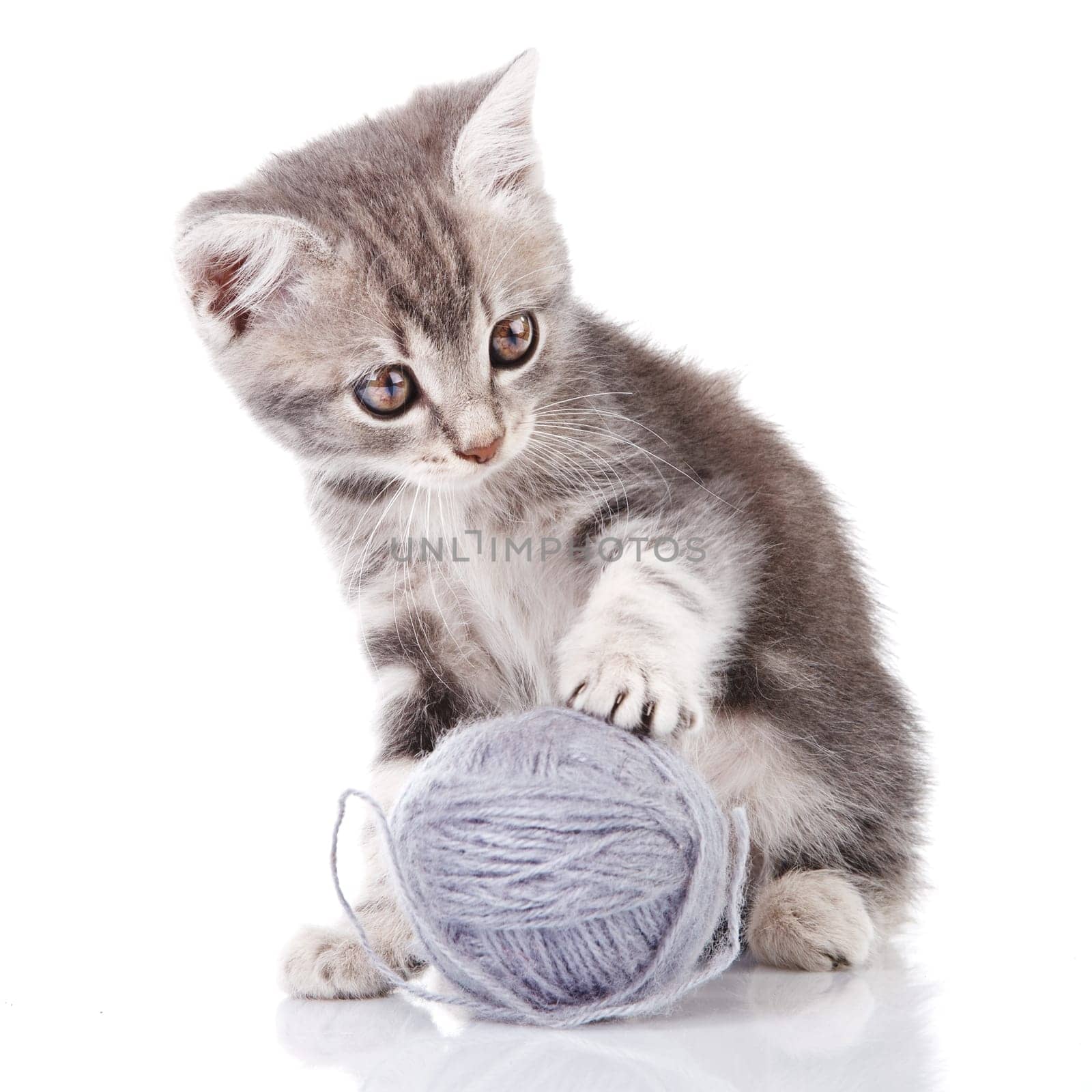 funny gray kitten playing with gray ball on white background