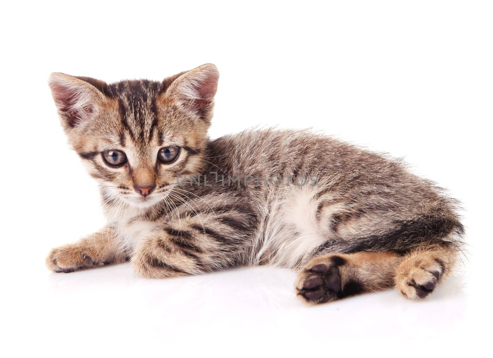 tabby kitten sitting on white background