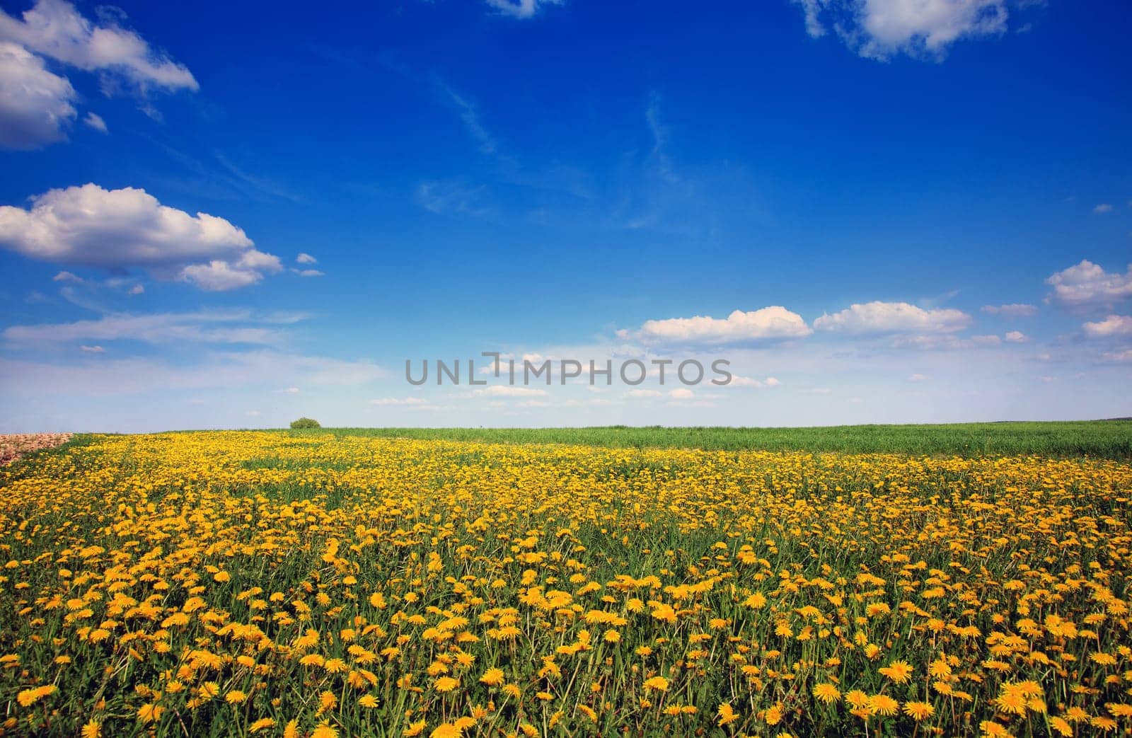 Beautiful landscape of blue sky daisy field