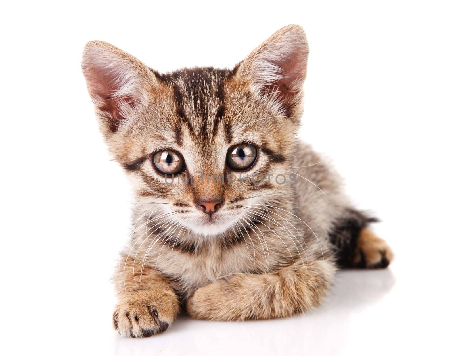 tabby kitten lying on white background