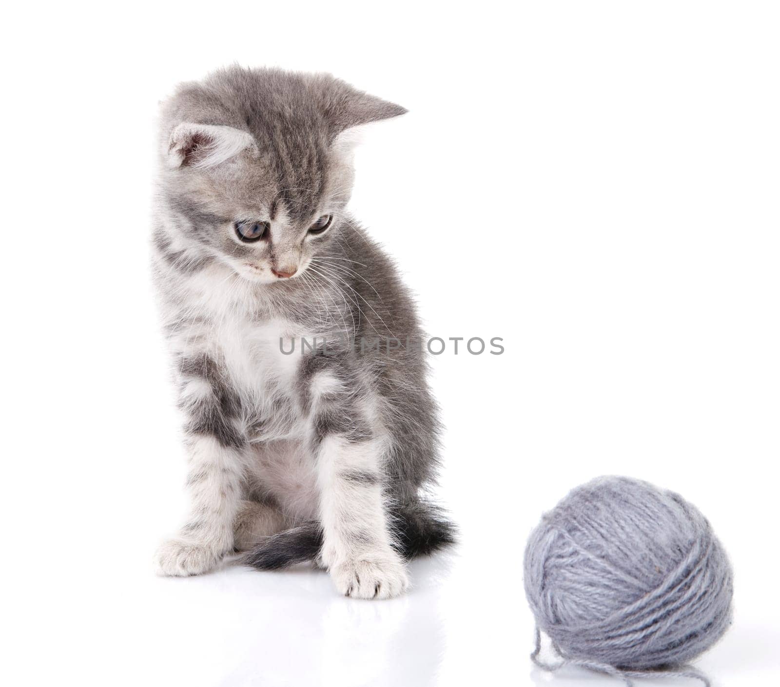 beautiful gray tabby kitten with gray ball  on white background