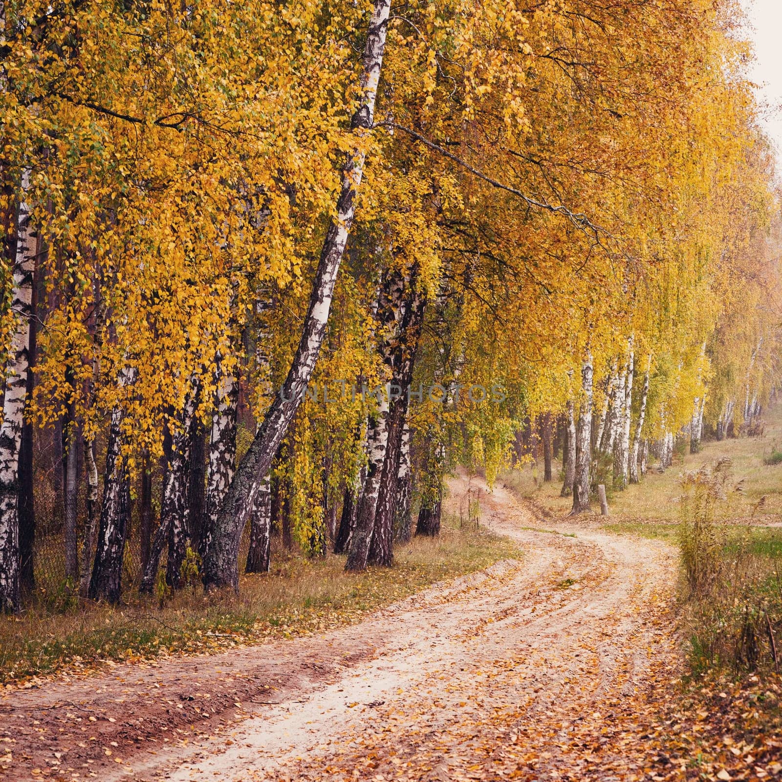 Autumn forest road between birch trees
