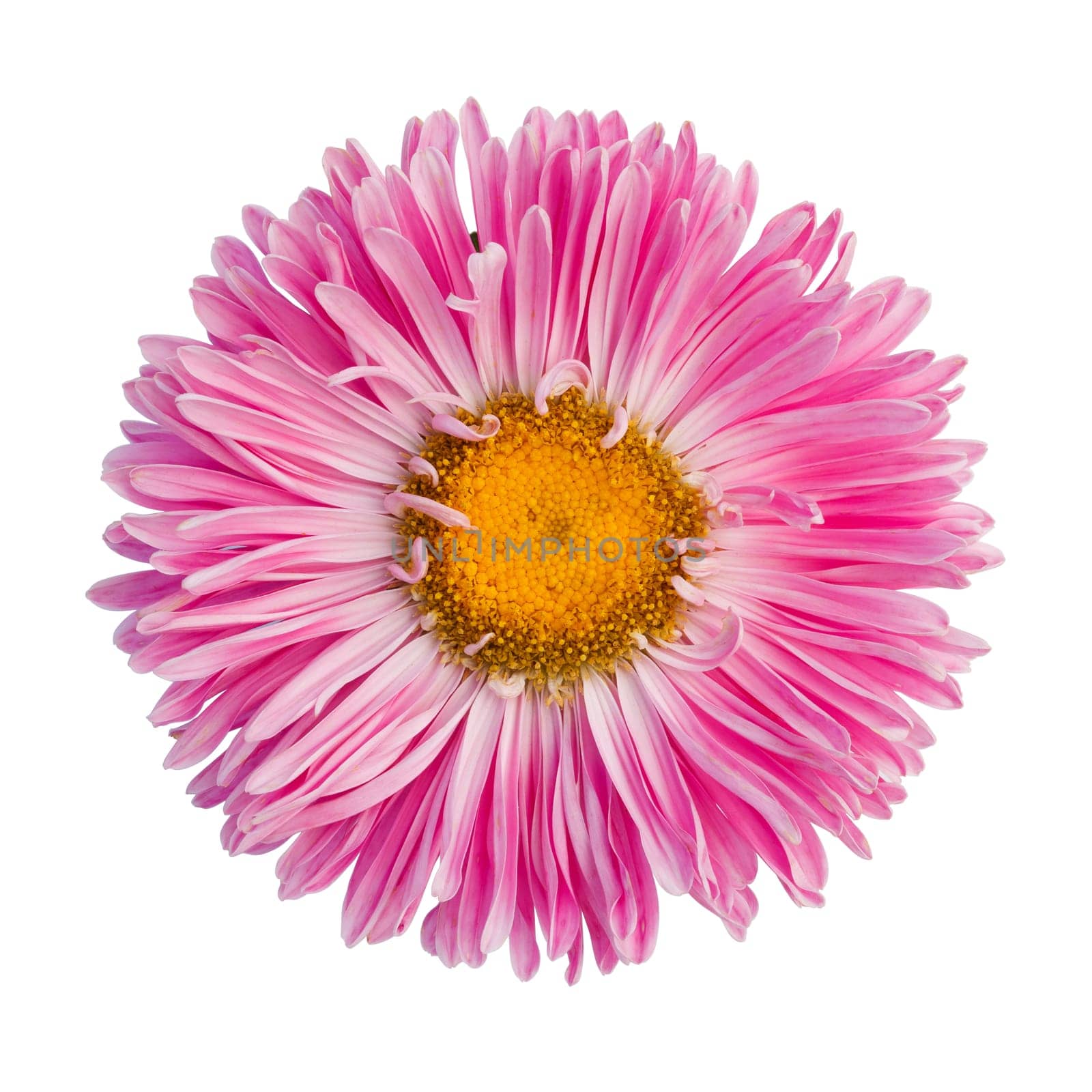 pink aster isolated on white background