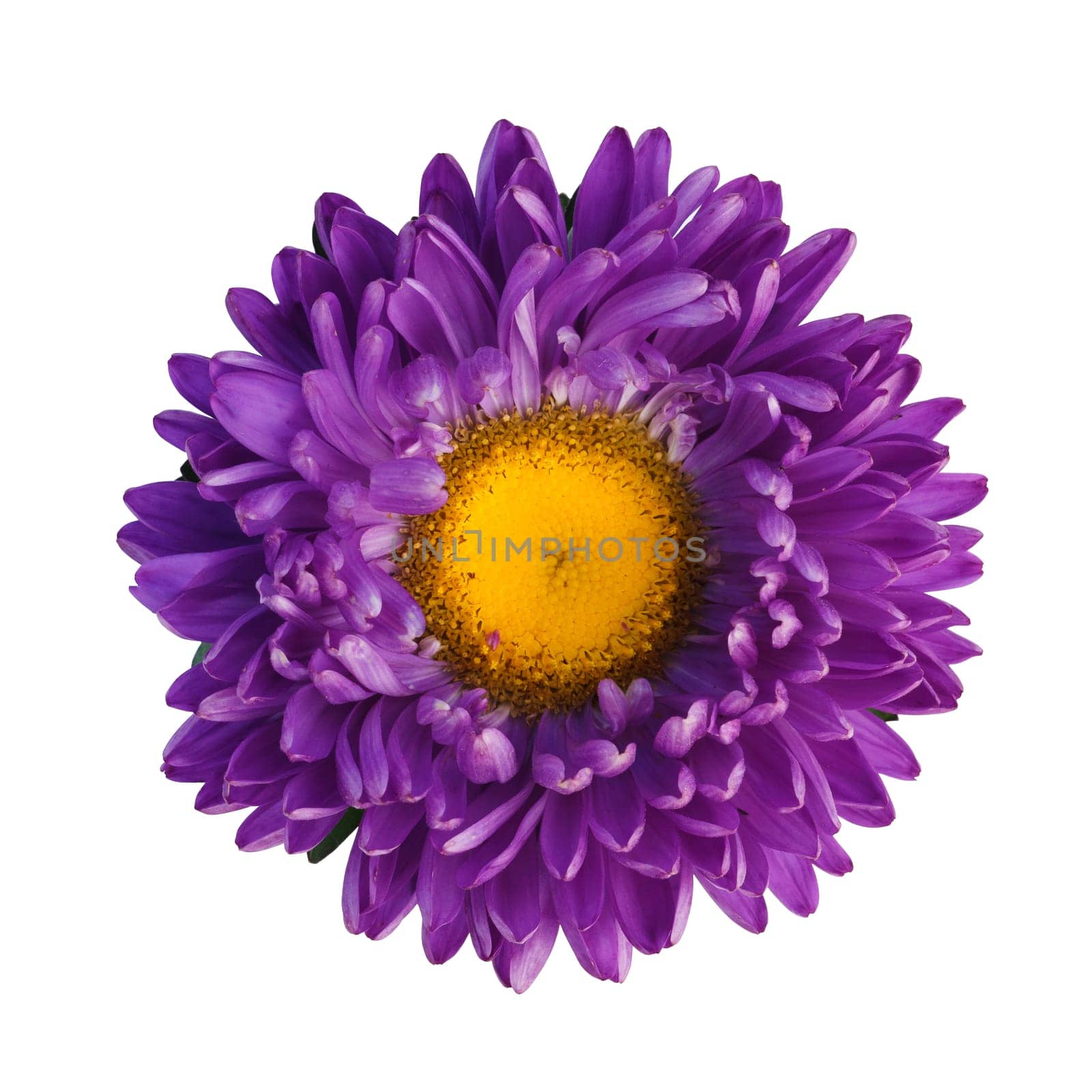 purple aster isolated on white background