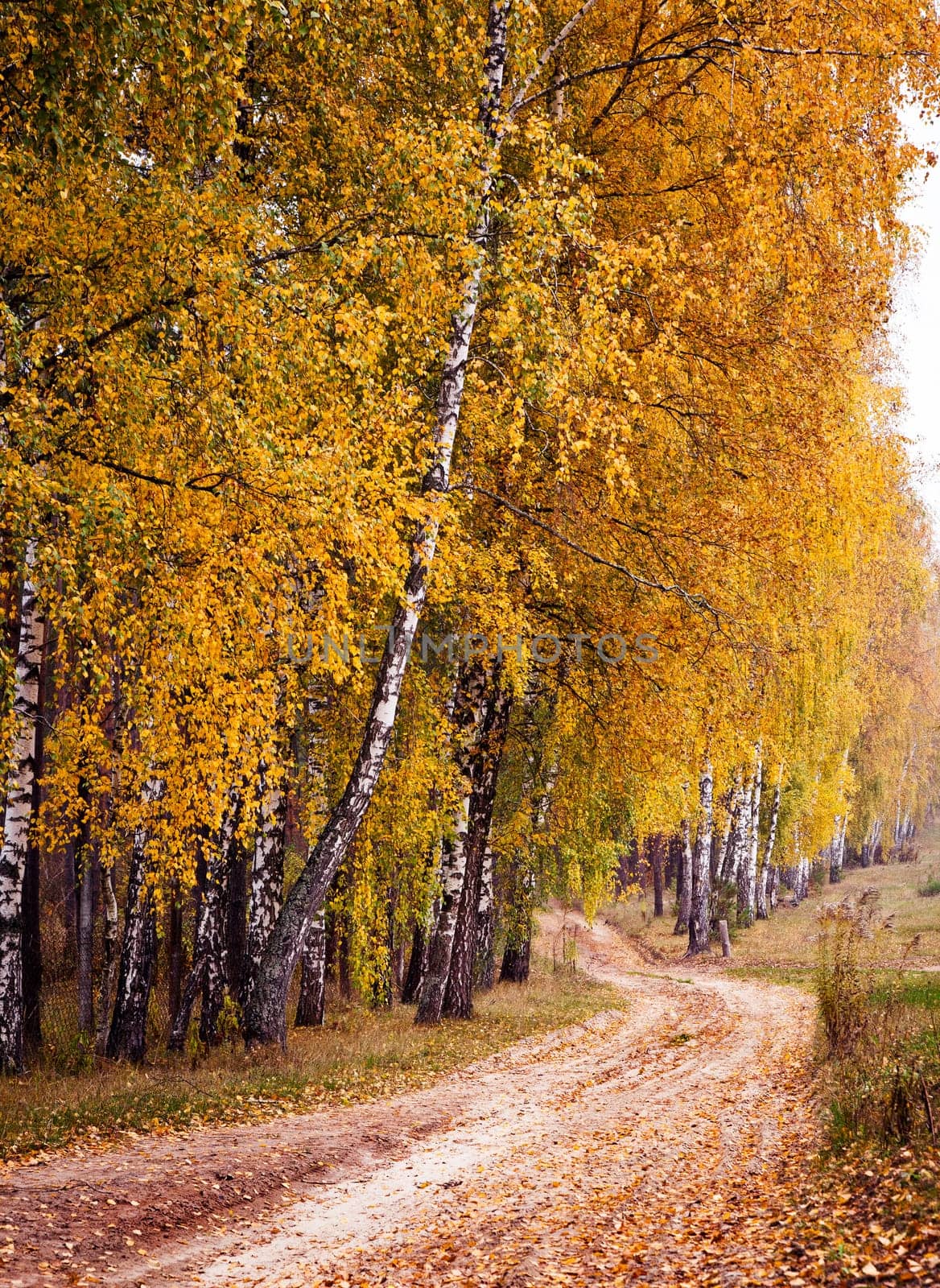 Autumn forest road between birch trees